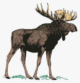 Moose Png Background - Moose Png Transparent Background, Png Download, Transparent PNG