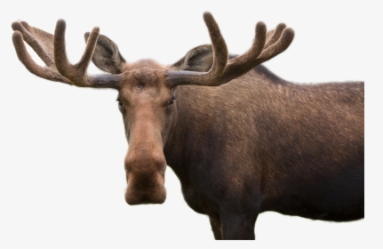 Moose Png Image - Moose Pun, Transparent Png, Transparent PNG