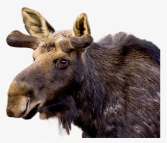 Moose Png Image - Reindeer, Transparent Png, Transparent PNG