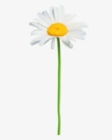 Png Clip Art Image - Transparent Background Daisy Flower Clipart, Png Download, Transparent PNG