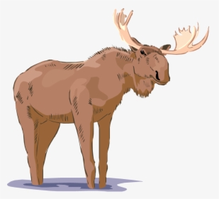 Free Moose Clipart - Realistic Moose Clipart, HD Png Download, Transparent PNG