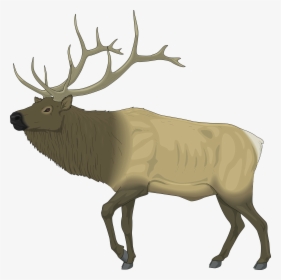Moose Clipart - Clipart Elk, HD Png Download, Transparent PNG