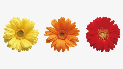 Daisies Png Pic - Flowers And Leaves Of Different Colors, Transparent Png, Transparent PNG