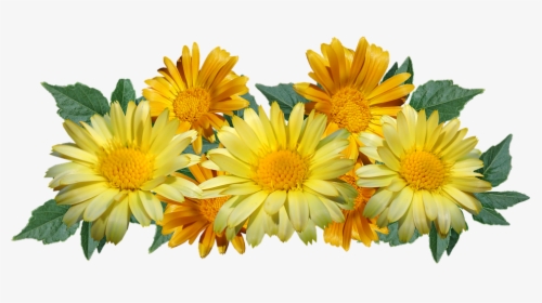 Daisies, Flowers, Yellow, Arrangement, Cut Out - Daisy Yellow Png, Transparent Png, Transparent PNG