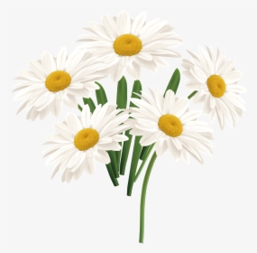 Flower Common Daisy - Portable Network Graphics, HD Png Download, Transparent PNG