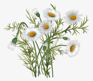 Vector Bouquet Daisies, HD Png Download, Transparent PNG