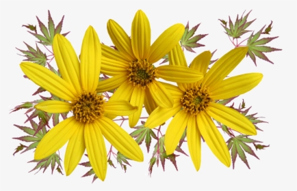 Daisies, Flowers, Leaves, Arrangement - Stokrotki Png Pixabay, Transparent Png, Transparent PNG