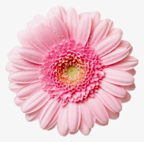Flower With Transparent Background Clipart - Pink Flower Png, Png Download, Transparent PNG