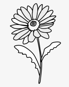 Daisy, Petals, Black And White - Sunflower Png Drawing, Transparent Png, Transparent PNG