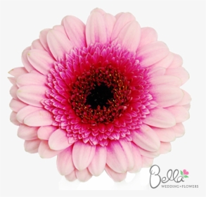 Gerbera Daisy Flowers Mini Pink Bicolor Gerbera Daisies - Two Tone Gerbera Daisy, HD Png Download, Transparent PNG