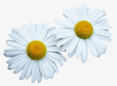 Nobile - Bunga Daisy Png, Transparent Png, Transparent PNG