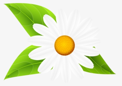Transparent Daisies Clipart - Daisy Flowers With Leaves Clip Art, HD Png Download, Transparent PNG