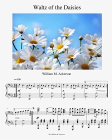 Hd Daisies Backgrounds, HD Png Download, Transparent PNG
