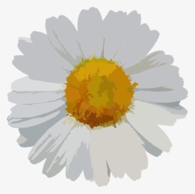 Flower, Floral, Daisy, Petals, Botanical, Flora, Botany - ดอก เด ซี่ ภาพ วาด, HD Png Download, Transparent PNG