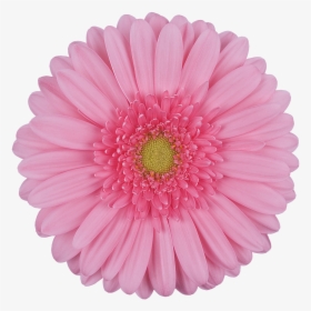 Daisy Gerbera Flowers Png, Transparent Png, Transparent PNG