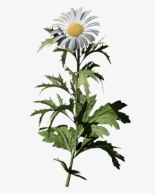 Common Daisy Flower With Leaf Png, Transparent Png, Transparent PNG