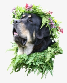 Animaldog With Flower Crown - Pies Z Wiankiem Na Głowie, HD Png Download, Transparent PNG