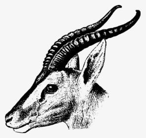 Gazelle Black And White Animal, HD Png Download, Transparent PNG