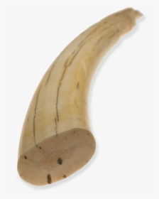 Horn,wood,ivory - Walrus Tusk Png, Transparent Png, Transparent PNG