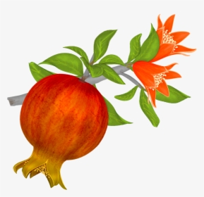Download Pomegranate Png File - Pomegranate In Clipart, Transparent Png, Transparent PNG