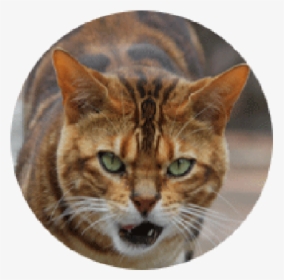 Transparent Tiger Head Png - Domestic Short-haired Cat, Png Download, Transparent PNG