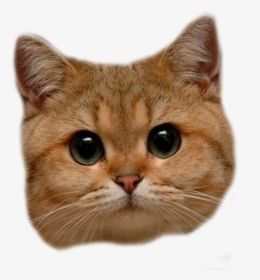 Cat Head Png & Free Cat Head Transparent Images - Cat Head Transparent Background, Png Download, Transparent PNG