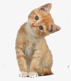 Scottish Fold Munchkin Cat Kitten Dog - Cat With Head Tilted, HD Png Download, Transparent PNG