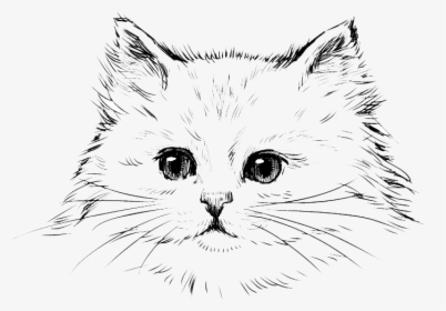 Transparent Persian Cat Png - Kitten Drawing, Png Download, Transparent PNG