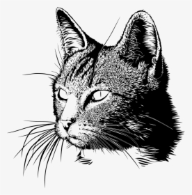 Cat Head Drawing - Black And White Cat Drawing Png, Transparent Png, Transparent PNG