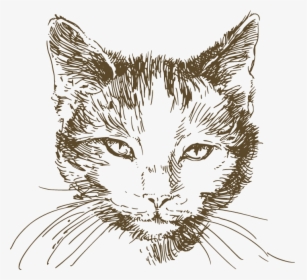 Cat Pen And Ink Drawing, HD Png Download, Transparent PNG