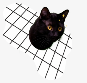 Black Cat, HD Png Download, Transparent PNG