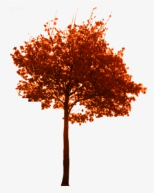 Fall Tree Png Download - Tree Autumn Branch Png, Transparent Png, Transparent PNG