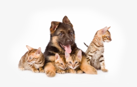 Puppies Dogs And Cats Png, Transparent Png, Transparent PNG