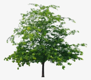 Tree Png File - Png Format Png Flower Tree, Transparent Png, Transparent PNG