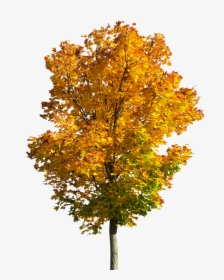 Nature Tree Autumn Free Picture - Fall Tree Transparent Background, HD Png Download, Transparent PNG