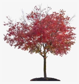 Transparent Fall Trees Png - Japanese Maple Tree Png, Png Download, Transparent PNG
