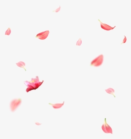 Creative Wedding Petals Falling Png Download - Cherry Blossom Petals Png, Transparent Png, Transparent PNG