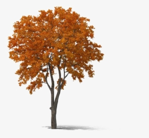 Fall Tree Png Transparent - Transparent Fall Tree Png, Png Download, Transparent PNG