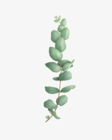 Eucalyptus Tree Png - Eucalyptus Tattoo, Transparent Png, Transparent PNG