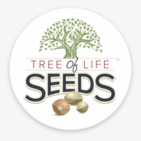 Tree Of Life Seeds, HD Png Download, Transparent PNG