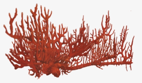Orange Coral Png - Coral Reef Png Red, Transparent Png, Transparent PNG