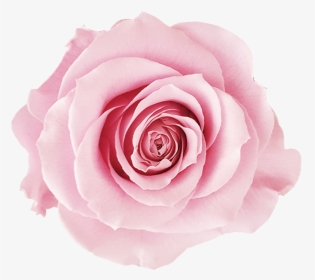 918x1148, Pink Roses, Png V - Rose White Background, Transparent Png, Transparent PNG