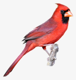 Red Cardinal Kid Png Image Clipart - Red Cardinal No Background, Transparent Png, Transparent PNG