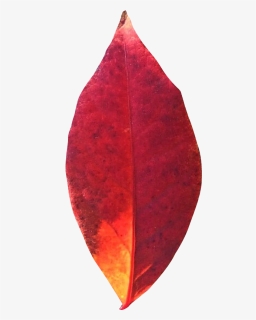 Autumn Leaf Png Transparent Image - Autumn Leaf Png, Png Download, Transparent PNG