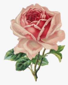 Vintage Rose, HD Png Download, Transparent PNG