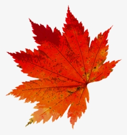 Autumn, Leaves, Color, Nature, Golden Autumn, Leaf - Maple Leaf, HD Png Download, Transparent PNG