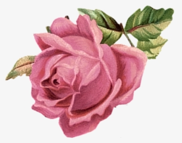 Pink Roses Vintage Png - Png Vintage Pink Flowers, Transparent Png, Transparent PNG