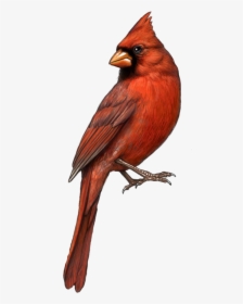 Bird St Louis Cardinals Northern Clip Art - Transparent Background Cardinal Png, Png Download, Transparent PNG