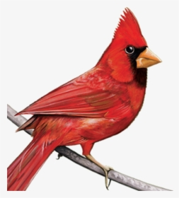 Cardinal - Cardinal Clipart Transparent, HD Png Download, Transparent PNG