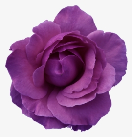 Purple Flower Clipart No Background, HD Png Download, Transparent PNG